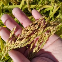 五常原粮稻花香二号，保证质量免费寄样鲜米机专用