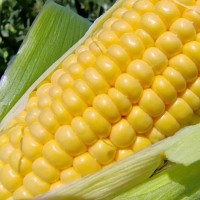 新玉米上市！东北速冻甜糯玉米棒速冻玉米棒