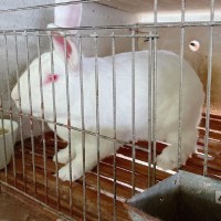 肉兔品种，养兔子，白兔，灰色