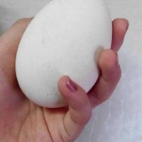 土鹅蛋鹅蛋养殖场养的鹅蛋批发农家土鹅蛋新货