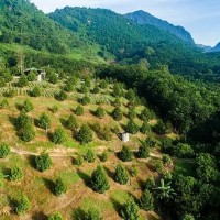 芜湖无为县 190亩 其它林地 经营权转包